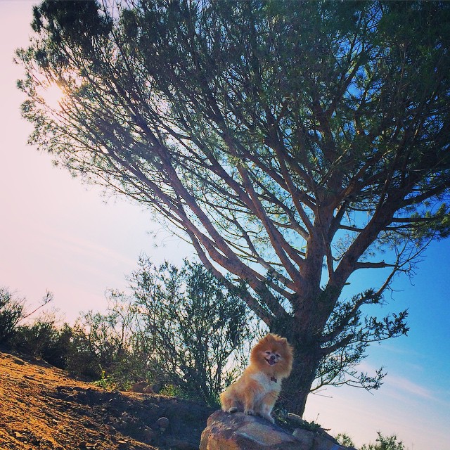 Top Intermediate LA Hikes: Wisdom Tree