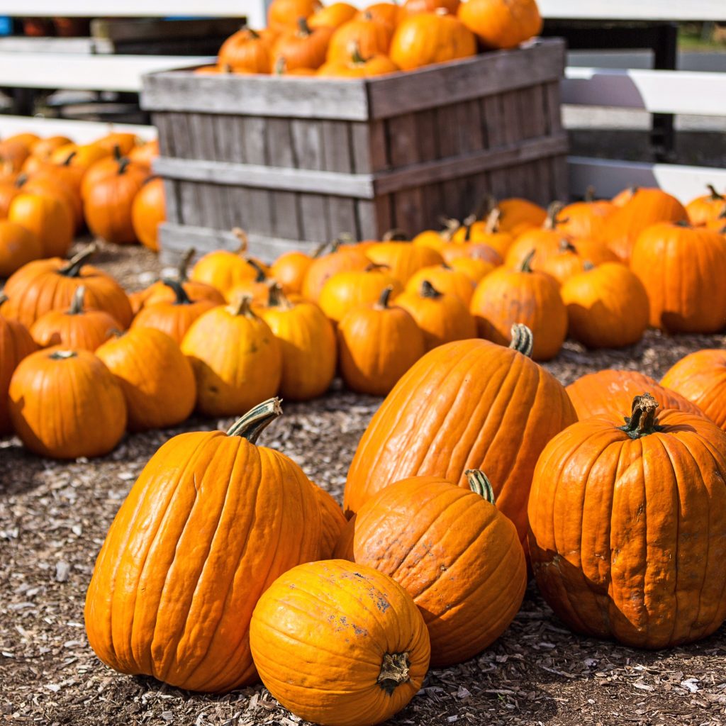 Fall Favorites - Pumpkin Patch