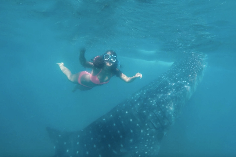 Philippines: Swim with Whale Sharks in Oslob, Cebu