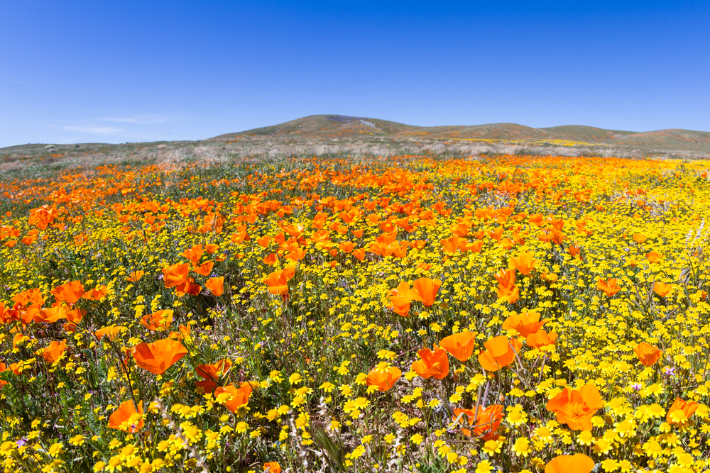7 Pretty Place to See the Super Bloom in LA
