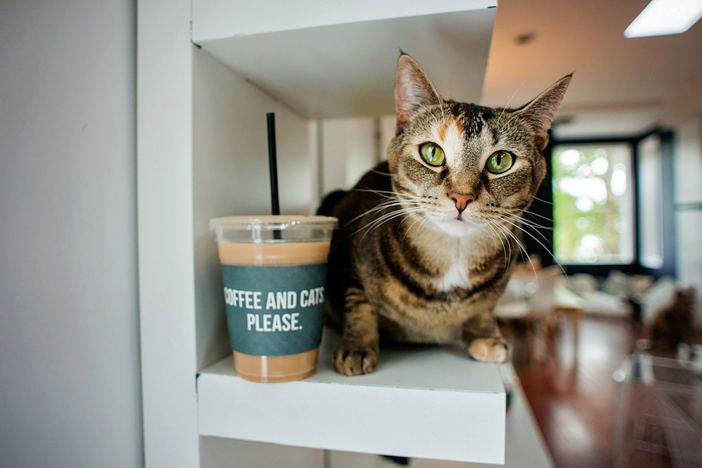 LA Cat Cafe: Crumbs & Whiskers