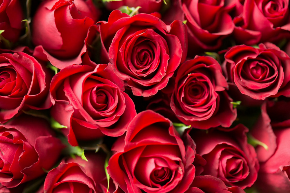 valentines day gift guide: roses