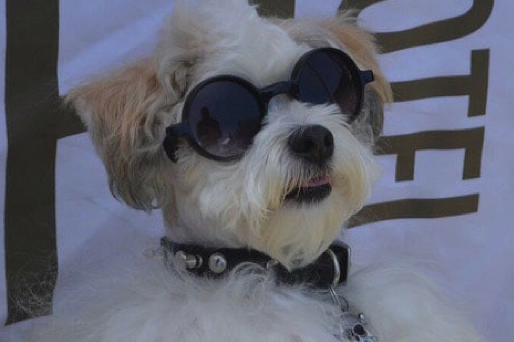 10 Amazing Things to Do in LA in May: Pawsapalooza