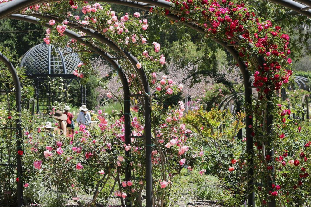 LA Gardens: Descanso Gardens