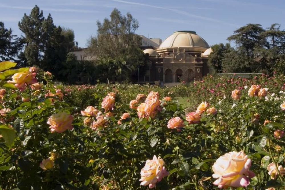 LA Gardens: Exposition Rose Garden