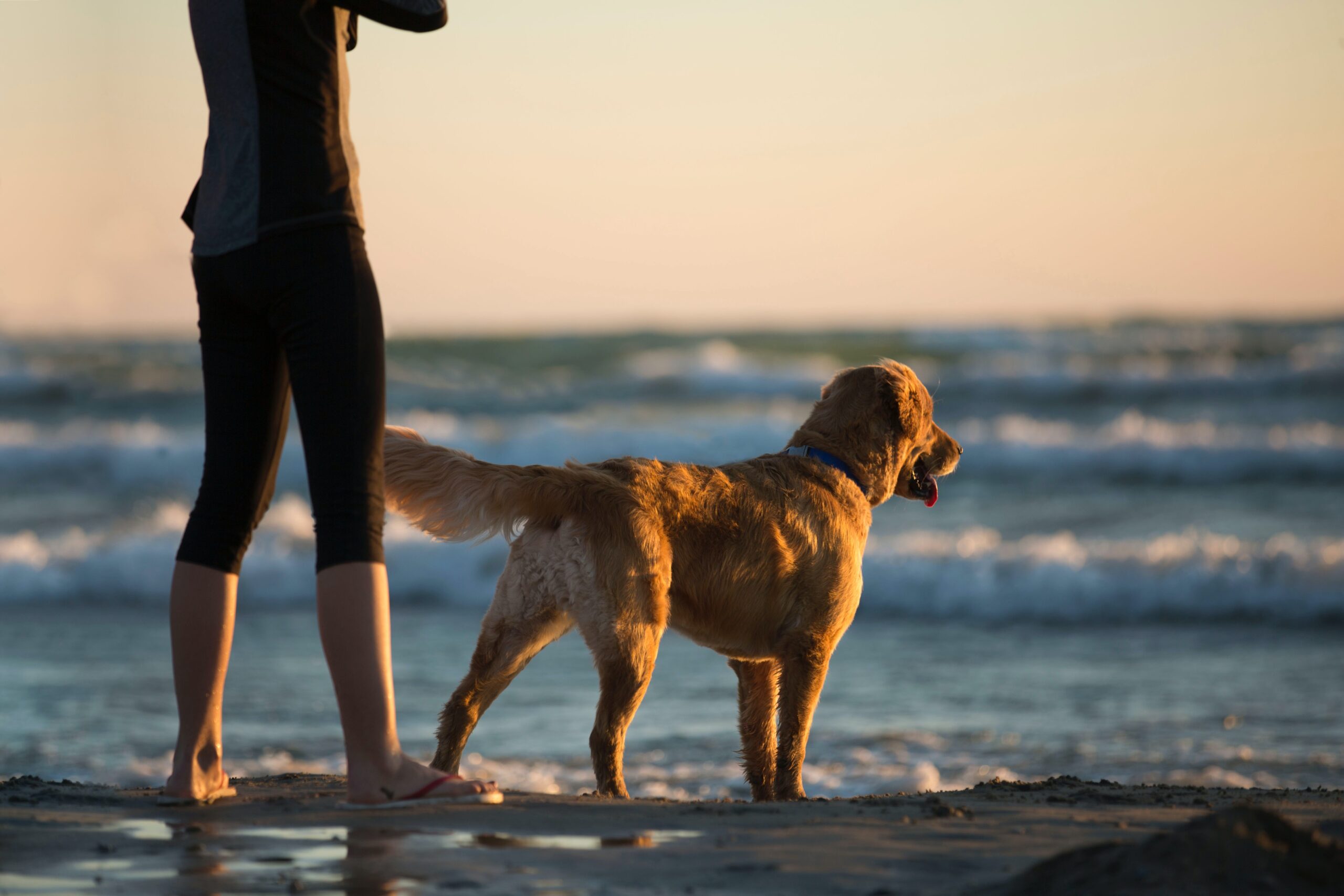 is butterfly beach dog friendly